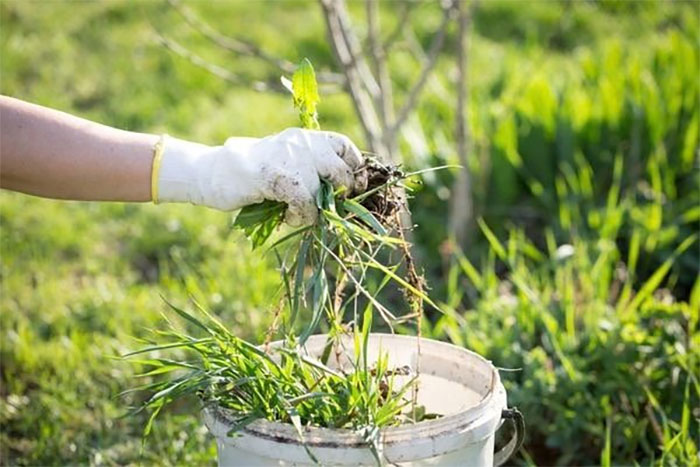 Integrated Weed Management