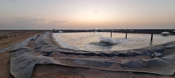 استخر پرورش میگو با ورق ژئوممبران پس از بهره‌برداری